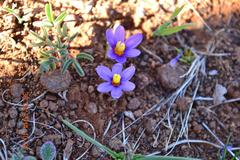Syringodea longituba