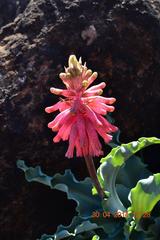Veltheimia capensis