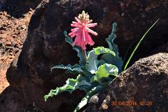 Veltheimia capensis