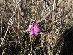 Oxalis hirta tubiflora