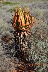 Aloe microstigma microstigma