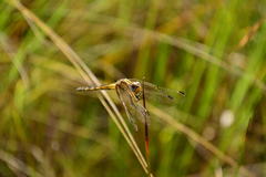 Trithemis dorsalis