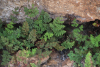 Asplenium adiantum-nigrum adiantum-nigrum