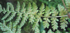 Asplenium adiantum-nigrum adiantum-nigrum