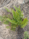 Asplenium adiantum-nigrum adiantum-nigrum