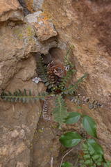 Blechnum australe australe