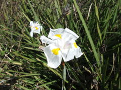 Dietes