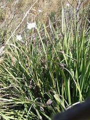 Dietes