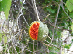 Tabernaemontana tomentosa