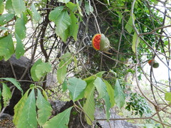 Tabernaemontana tomentosa