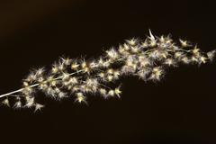 Melinis repens repens