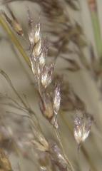 Melinis repens repens