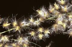 Melinis repens repens