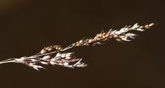 Melinis repens repens