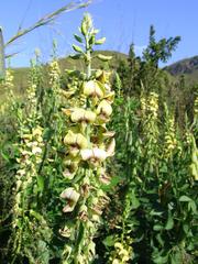 Crotalaria recta