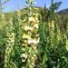 Crotalaria recta - Photo (c) Delia Oosthuizen, some rights reserved (CC BY-NC), uploaded by Delia Oosthuizen