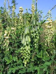 Crotalaria recta