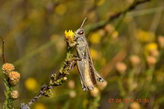 Marasmodes undulata