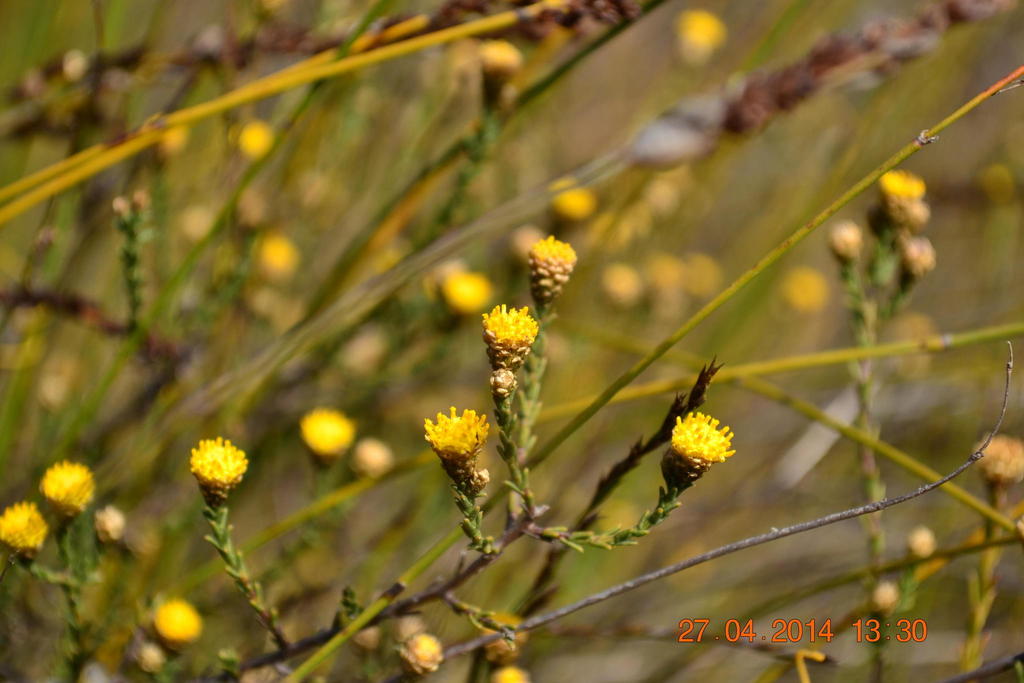 Autumn Asters