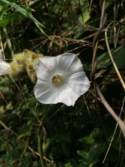 Odonellia hirtiflora