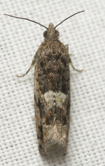 Chimoptesis gerulae
