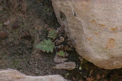 Doryopteris pilosa gemmifera