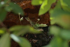 Doryopteris pilosa gemmifera