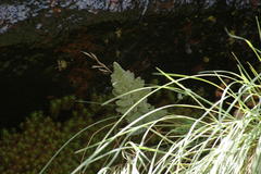 Doryopteris pilosa gemmifera
