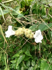 Odonellia hirtiflora
