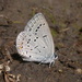 Western Tailed-Blue - Photo (c) Nick Block, some rights reserved (CC BY)