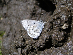 Glaucopsyche piasus