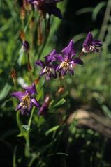 Sparaxis metelerkampiae