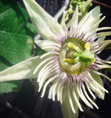 Passiflora bryonioides