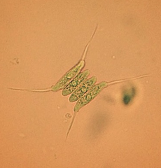 Desmodesmus protuberans