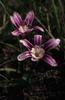 Sparaxis grandiflora violacea - Photo (c) Brittany Arendse, some rights reserved (CC BY-NC), uploaded by Brittany Arendse