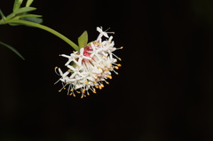 Pimelea ligustrina