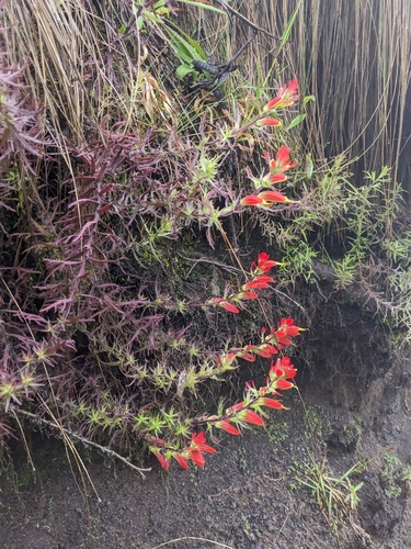 Castilleja pectinata (Castilleja pectinata)