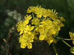 Bupleurum aureum