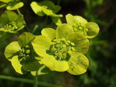 Bupleurum aureum