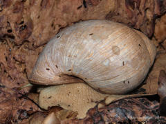 Burtoa nilotica