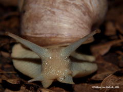 Burtoa nilotica