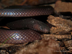 Amblyodipsas polylepis