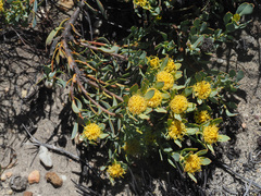 Leucadendron glaberrimum glaberrimum