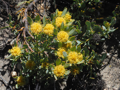 Leucadendron glaberrimum glaberrimum