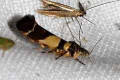 Macrobathra chrysotoxa