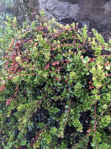 Arctostaphylos uva-ursi