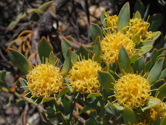 Leucadendron glaberrimum glaberrimum