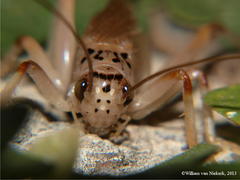 Stictogryllacris punctata