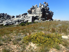Leucadendron glaberrimum glaberrimum