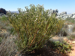 Leucadendron dubium